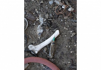 Lethal Injection 2014 Lambd